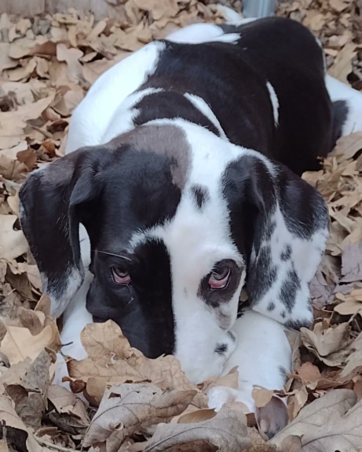 Live_N_Be_Well's tweet photo. Hire me @PawzitiveFx 
#cute #greatdanepuppy #puppyinleaves #cutestgreatdanepuppy #cutestgreatdanepuppyever 🥰
#dogsofburleson #rover #roverdotcom #roversitterpic #burlesonpuppysitter #burlesondogsitter #burlesonroversitter #burlesontexas https://t.co/7iTRk2qGKD