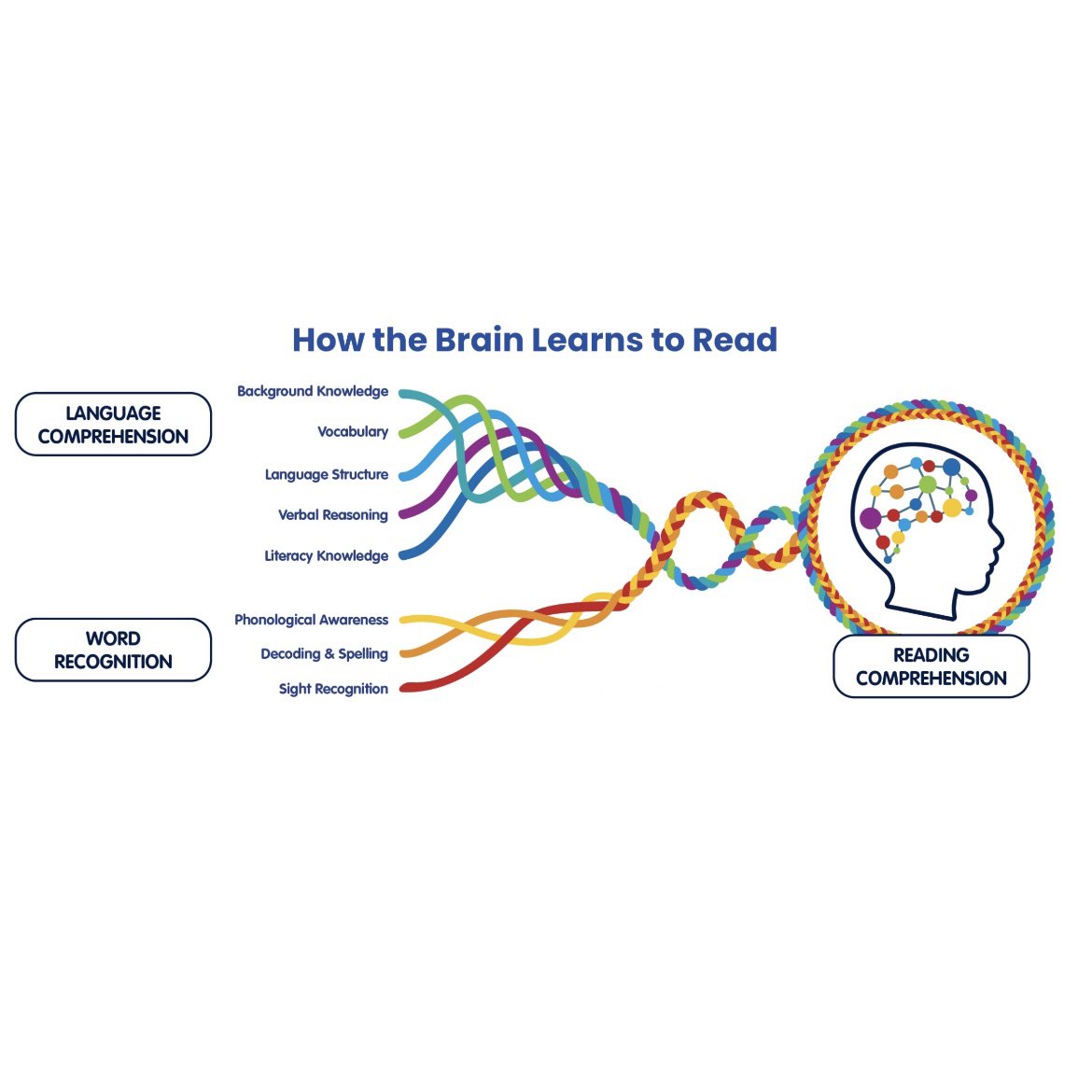 MissLlamas01's tweet photo. The Science of Reading is what happens when the brains learns to read. When reading, the brain depends on connections made through the Simple View of Reading, specifically the strands of Scarborough's Rope. #TeachLikeaTexan #READ4384 https://t.co/SBgLWu5BEF