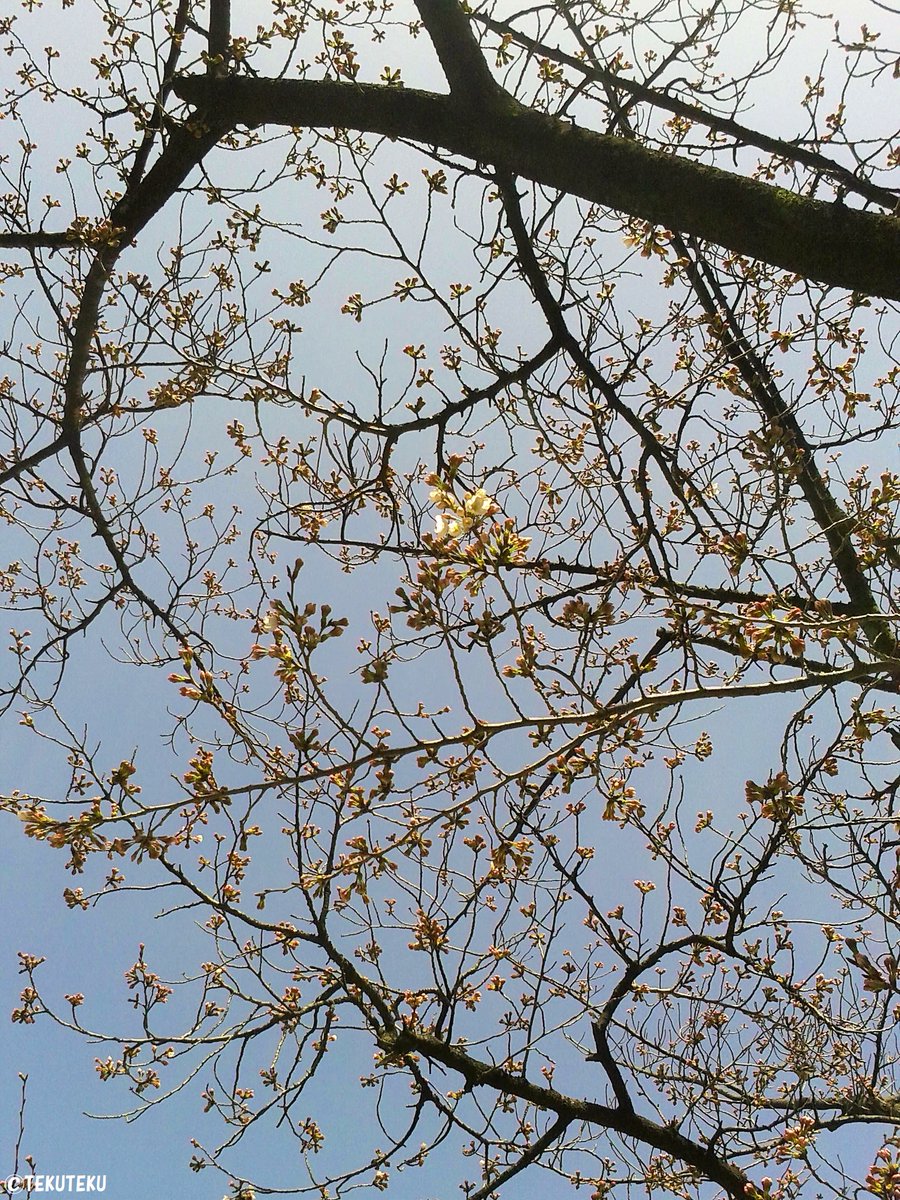 「満開もいいけど蕾も好きこれからって感じで #キリトリセカイ #photograp」|TEKUTEKUのイラスト