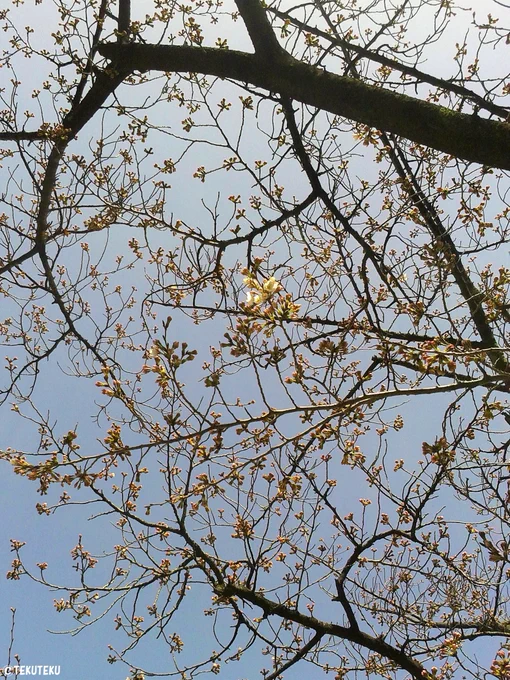 満開もいいけど蕾も好きこれからって感じで #キリトリセカイ #photography 
