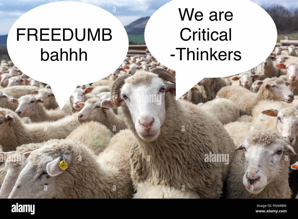K_d_a7's tweet photo. @TheRealKeean A sheep, so appropriate for the Freedumbers. #LossOfSignal https://t.co/3qvUY2Jskn