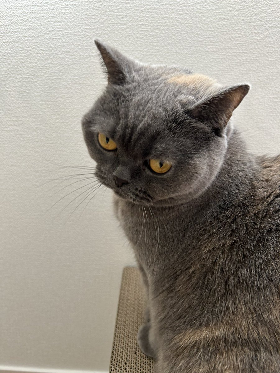 Leitch_March's tweet photo. #britishshorthair #ブリショ　#リーチ https://t.co/X8q9IxrQ0V