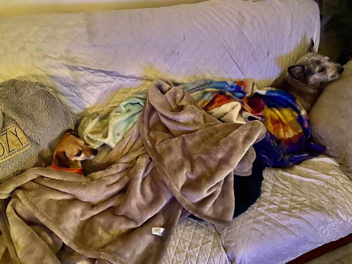 TlrWorldWidellc's tweet photo. I just put my two daughters to bed here. Cali &amp; Rosie. 😂 lol What a life man 👨 I love ❤️ them so much. Both are My #ResueDogs They are safe now with me here❤️#FollowMe peeps I’m cool 😎 here i💩on #Twitter 💯 https://t.co/3K27BmGtAw