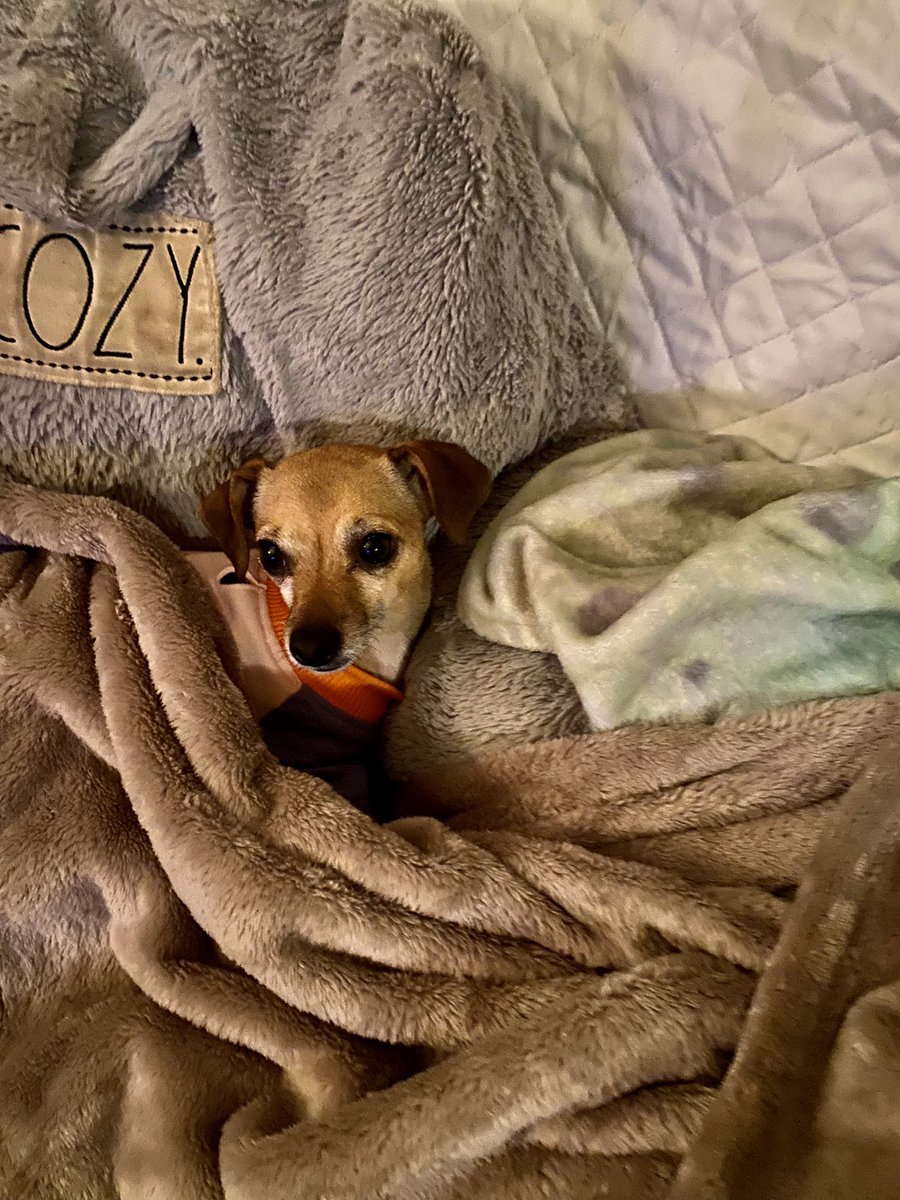 TlrWorldWidellc's tweet photo. I just put my two daughters to bed here. Cali &amp; Rosie. 😂 lol What a life man 👨 I love ❤️ them so much. Both are My #ResueDogs They are safe now with me here❤️#FollowMe peeps I’m cool 😎 here i💩on #Twitter 💯 https://t.co/3K27BmGtAw