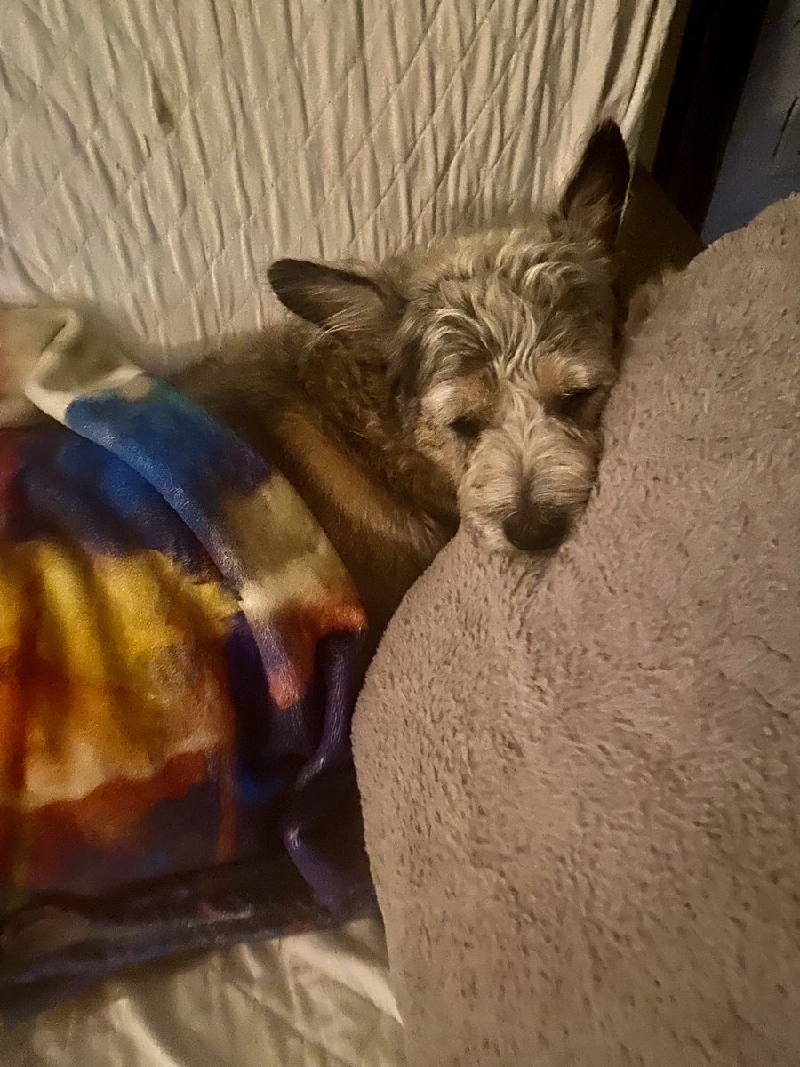 TlrWorldWidellc's tweet photo. I just put my two daughters to bed here. Cali &amp; Rosie. 😂 lol What a life man 👨 I love ❤️ them so much. Both are My #ResueDogs They are safe now with me here❤️#FollowMe peeps I’m cool 😎 here i💩on #Twitter 💯 https://t.co/3K27BmGtAw