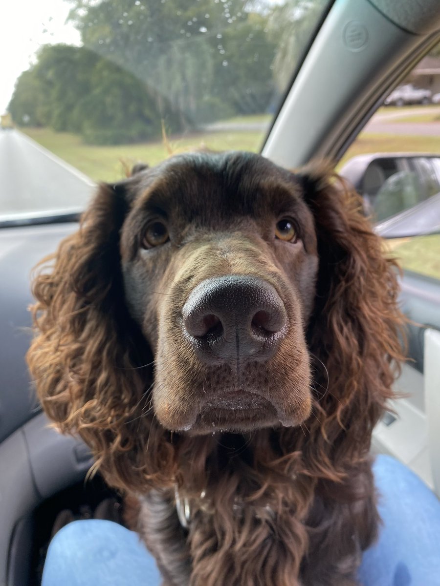 MarySiebert's tweet photo. Please take a second to vote for Boo! 
https://t.co/HvxOF7Ldz7 https://t.co/vfn6gGRX2W