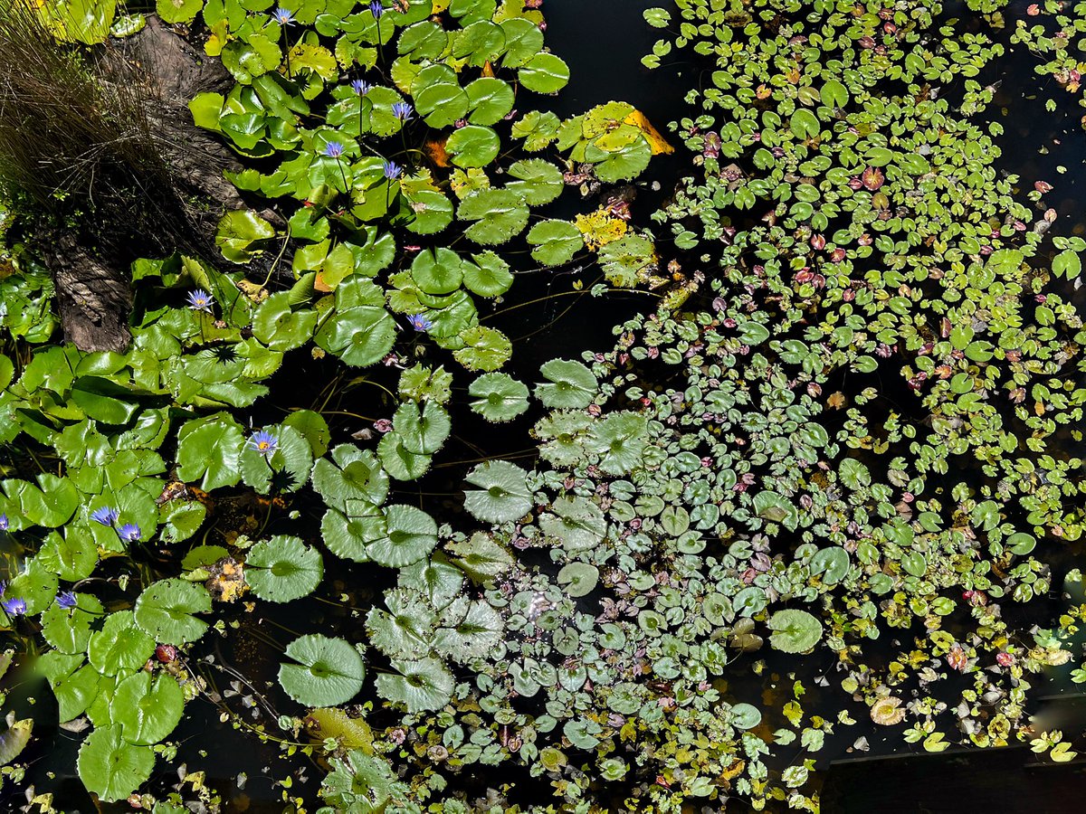profsarahj's tweet photo. Wetlands at #Urunga https://t.co/Ya58Si3TSO