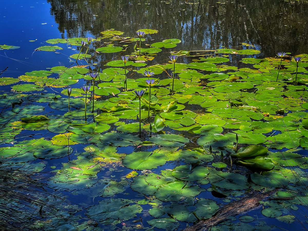 profsarahj's tweet photo. Wetlands at #Urunga https://t.co/Ya58Si3TSO