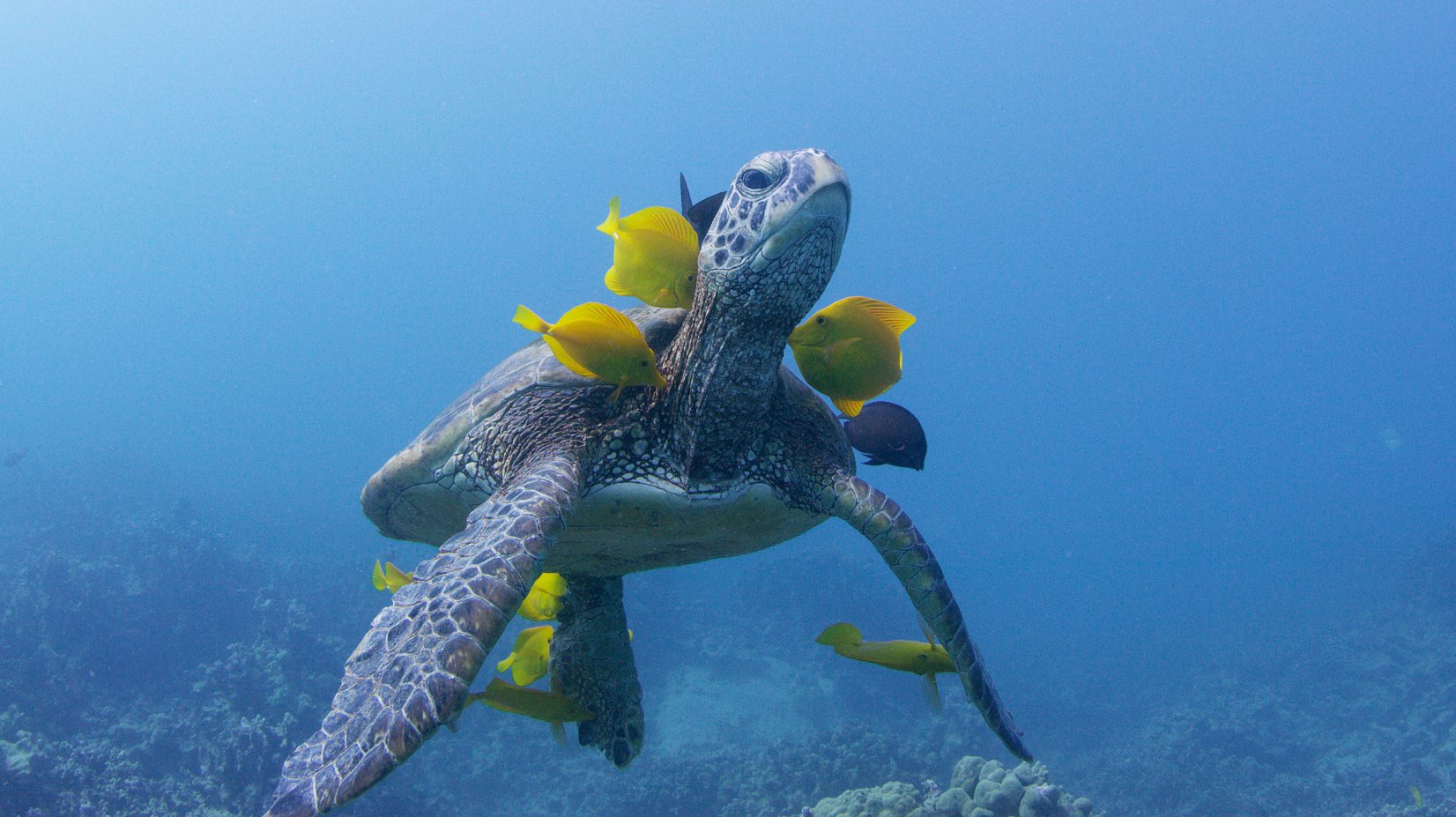 A sea turtle underwater being cleaned by tang fish.
