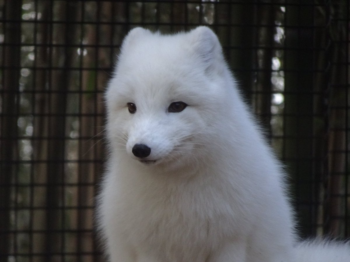 Daily Arctic Fox tweet media
