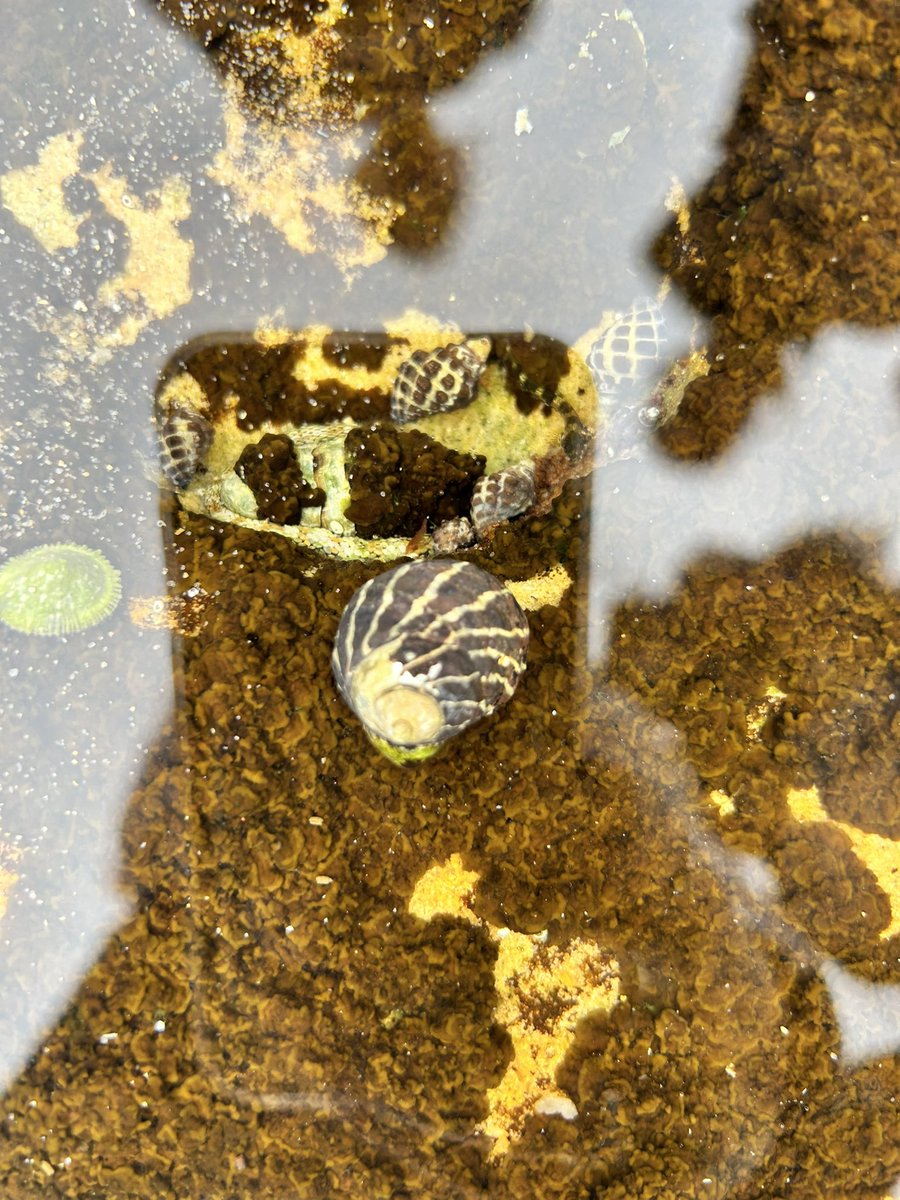 JordanEskew2's tweet photo. Most sea snails are herbivores implying that they entirely feed on sea plants. The algae plant is the most popular source of nutrient among the sea snails. https://t.co/HVxHYS1AaP