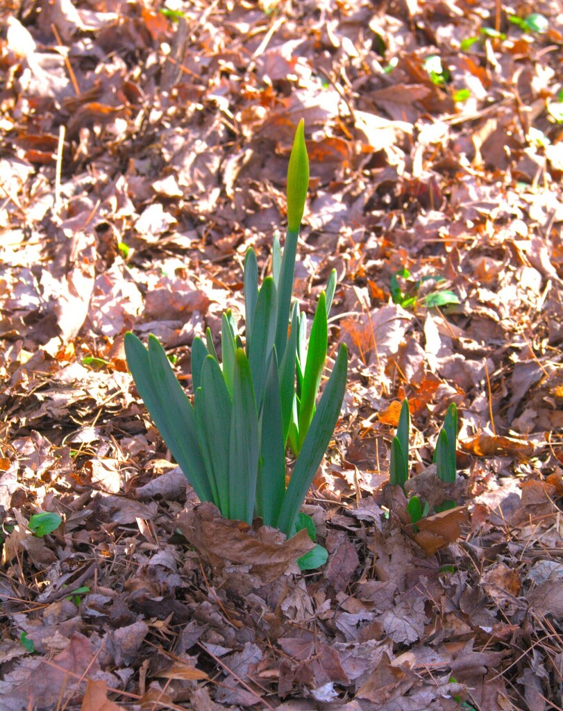 tom_swiss's tweet image. Today's #FunADay entry: "Early Riser" instagr.am/p/Cn0xEH3uT6E/