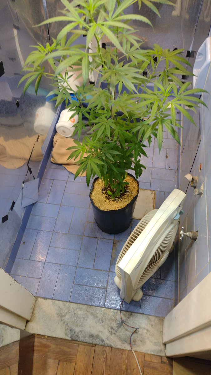 También en el búnker tenemos mini zonas de cultivo con capacidad para hasta 3 plantas, medio casero pero hermano vengan ustedes a levantar un búnker ya cuando llegue a esta parte andaba medio podrido