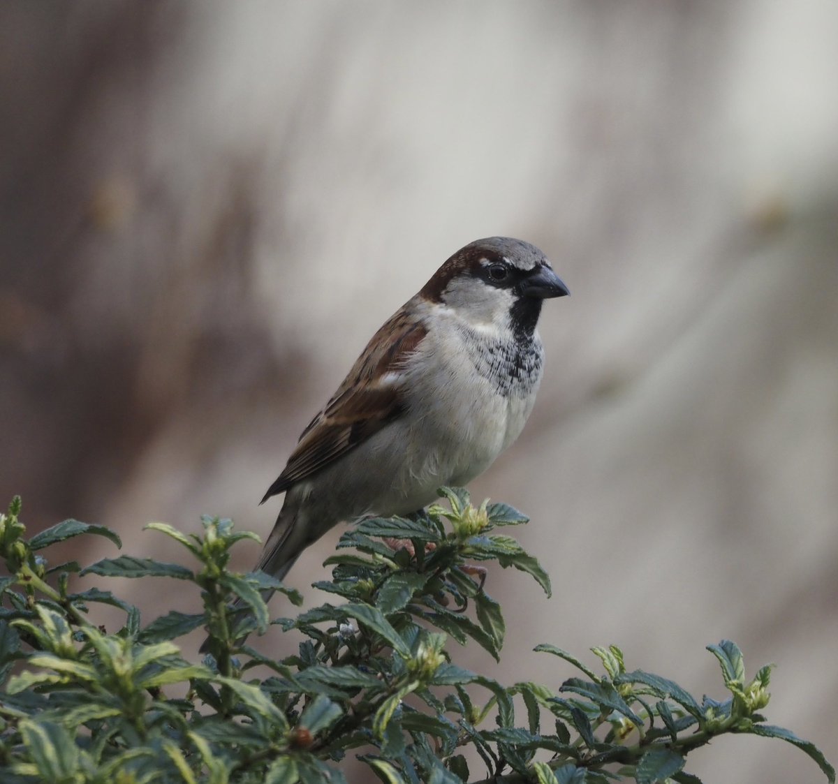 Just a wee house sparrow watching the garden activities. #birdphotography #BirdsOfTwitter #naturelovers #NaturePhotography #wildbirdphotography