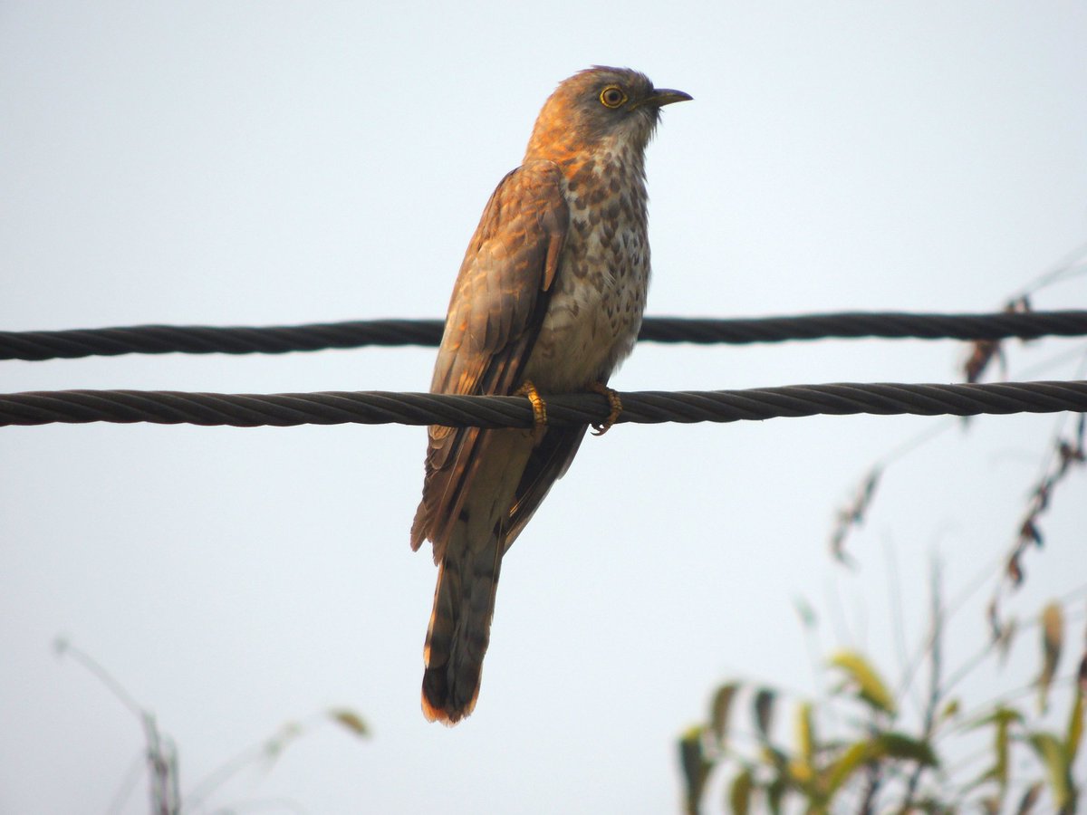 Hawk Cuckoo
-In my Backyard 
#ShotOnNikon
#DekhoHamaraJharkhand
#Birds #photography