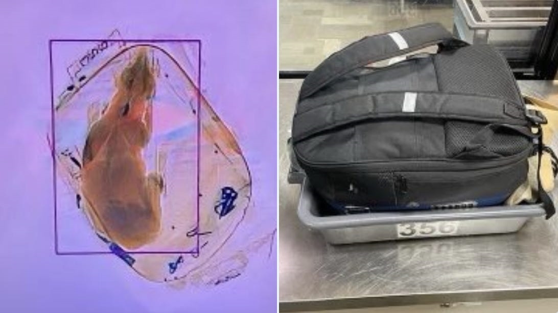 Kim Muro on Twitter "Dog Sent Through TSA XRay Machine at Wisconsin