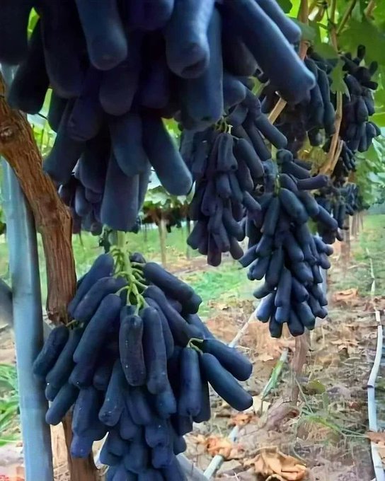 Sweet Sapphire grapes are an impressive dark grape variety with a signature tubular shape, obtained with traditional breeding practices such as cross-pollination 

[read more: buff.ly/3xH5UgN]