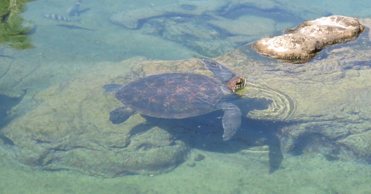 2OceansAquarium's tweet photo. Didn't take Bob long to settle in at @uShakaMarine 🐢 We can only imagine how well he's going to do in the ocean 😃 #TheFlipperEffect #ProtectBobsHome https://t.co/gFyqPleRFN