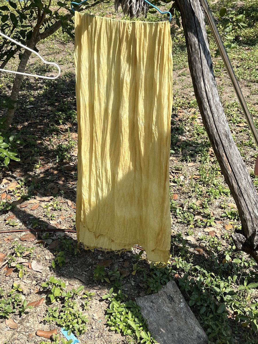 6th day: Food and textile dyes! Mango tree leaves and wood from the jackfruit tree are excellent dye agents for bright yellow <a href="/magalianb/">Dr Magali-An Berthon</a> #CTRinCambodia <a href="/koebenhavns_uni/">Københavns Uni</a> <a href="/EuroWeb4/">EuroWeb</a>