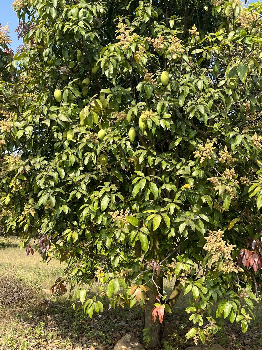 Marie Louise Nosch tweet media