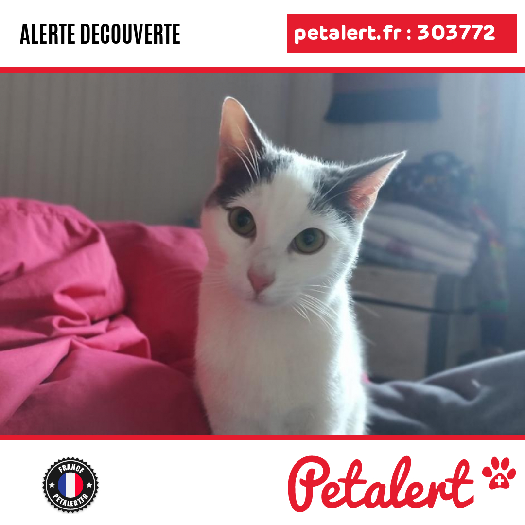 petalert_france's tweet photo. Trouvé #Chat #Savoie #CrestVoland #Petalert #PetAlert73 / https://t.co/C5DnkedKd8 https://t.co/oYEECylqCX
