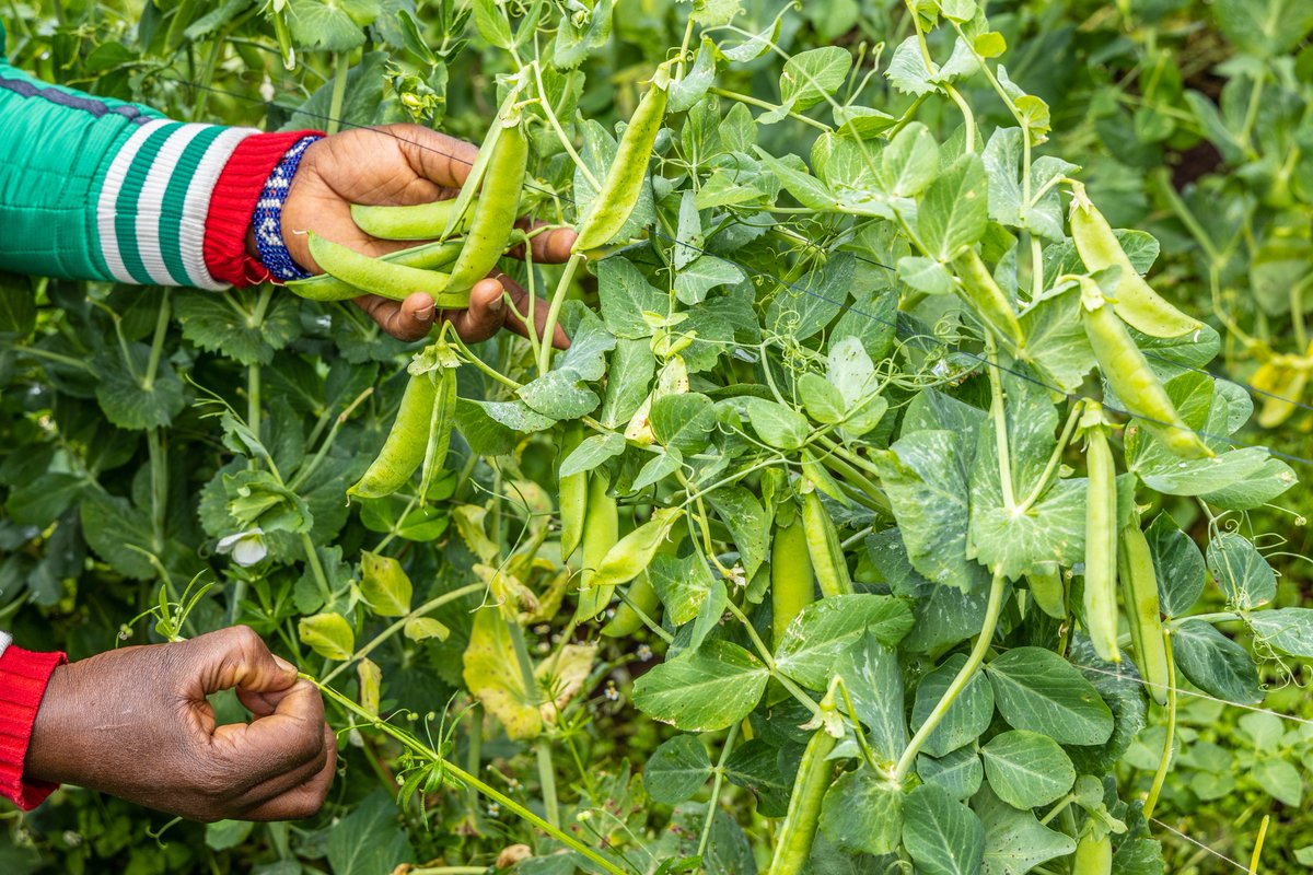 WWF_Kenya's tweet photo. “The project exceeded my expectations. I’ve improved my production &amp; my income has increased. As a farmer, I learnt about my strength &amp; how to maximize it. I was also taught how to access finance,” Jane Wanjiru, #GOALAN project beneficiary. #WCW https://t.co/u3AEshcLru