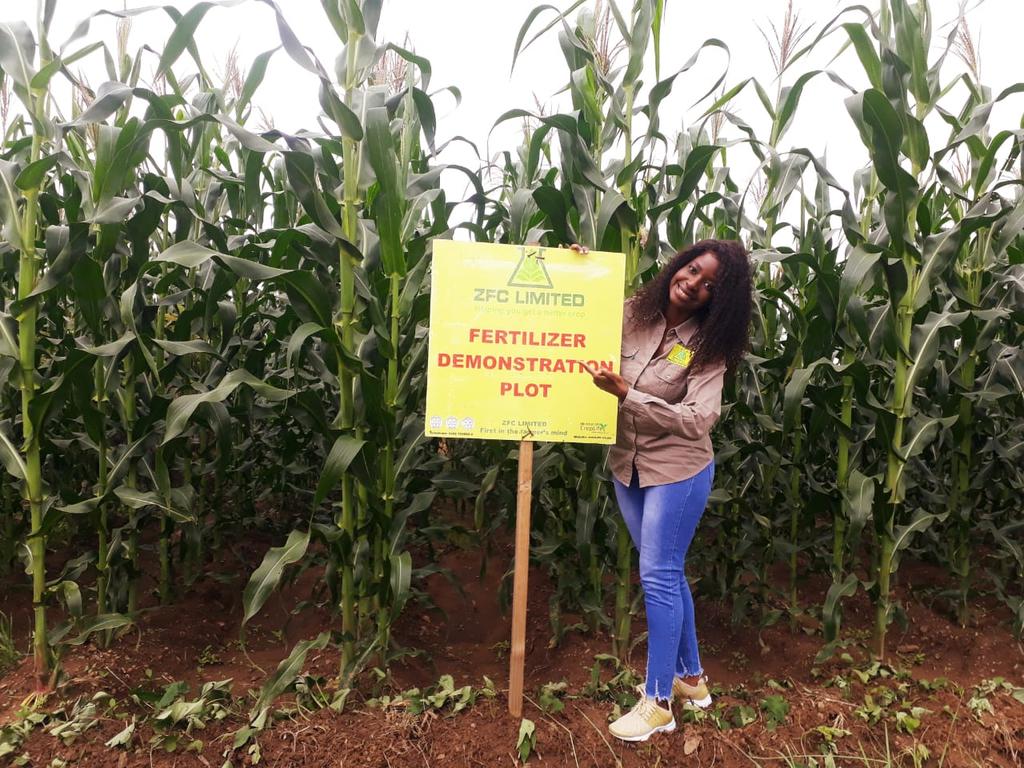 Current Settings Ahoyi

The wonders of ZFC High D and ZFC Ambush as a pre emergence herbicide, ambushing the weeds in Bromley Marondera
#HelpingYouGetABetterCrop