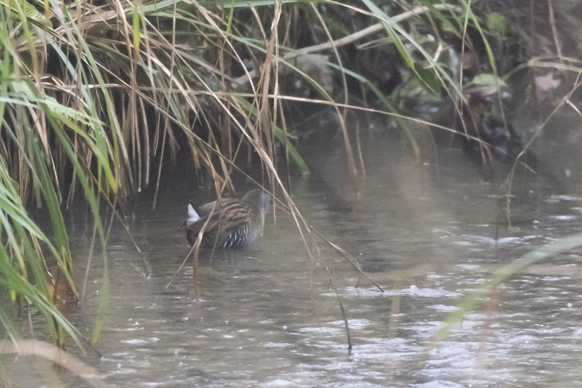 At last, a Water Rail in the Lye Valley! First glimpsed yesterday evening by Steve Sansom at the end of the boardwalk, this morning it was downstream in Boundary Brook. This is the 106th species recorded in the Lye Valley area @friendlyevalley #patchgold #PWC23