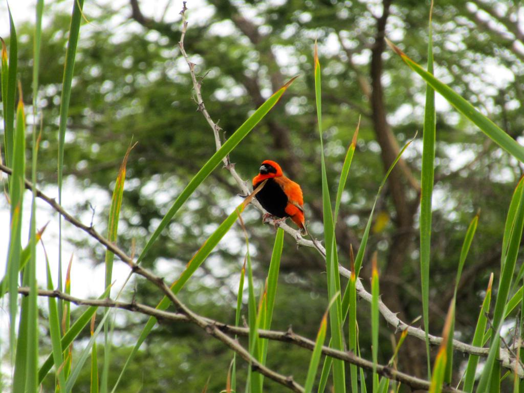 Green the Ghetto tweet media