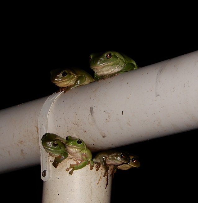 Maple325Manami's tweet image. 夜になるとパイプからいっぱい出てくる🐸