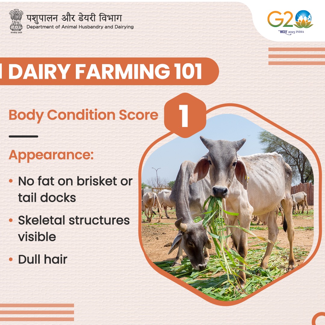 Dept_of_AHD's tweet photo. 🐄 | A low #BodyConditionScore may indicate the prevalence of a disease or insufficient feeding.
#DairyFarming #AnimalHealth #AnimalWealth #CattleCare https://t.co/3pMaciMmUn