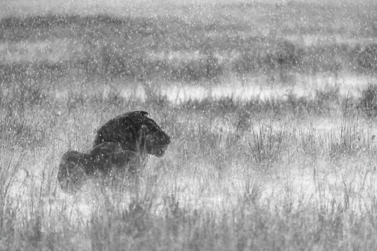 Rahul Sachdev tweet media