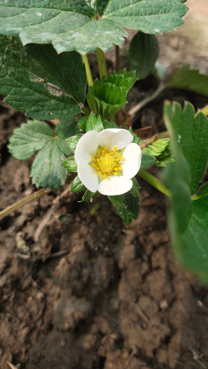 RT @1BloggerGirl: @AmitabhJha3 Good Morning Dada 🌞, first bloom in strawberry 🍓 #myterracegarden #terracegarden #plantlovers