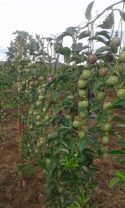 Passion fruit are often grown from seeds however grafting often produces improved stock. Yellow passion fruit is best for production of rootstock thanks to superior disease resistance whereas purple is sweet for fruit production.
 #Inspire_Farmers
#AgribusinessTalk254