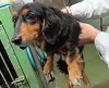 iWaFDUeWUTuqm9L's tweet photo. 迷子のワンちゃんが千葉県松戸市北松戸で保護です小型犬なので地図内に飼い主はいます https://t.co/2kXYySwmDU