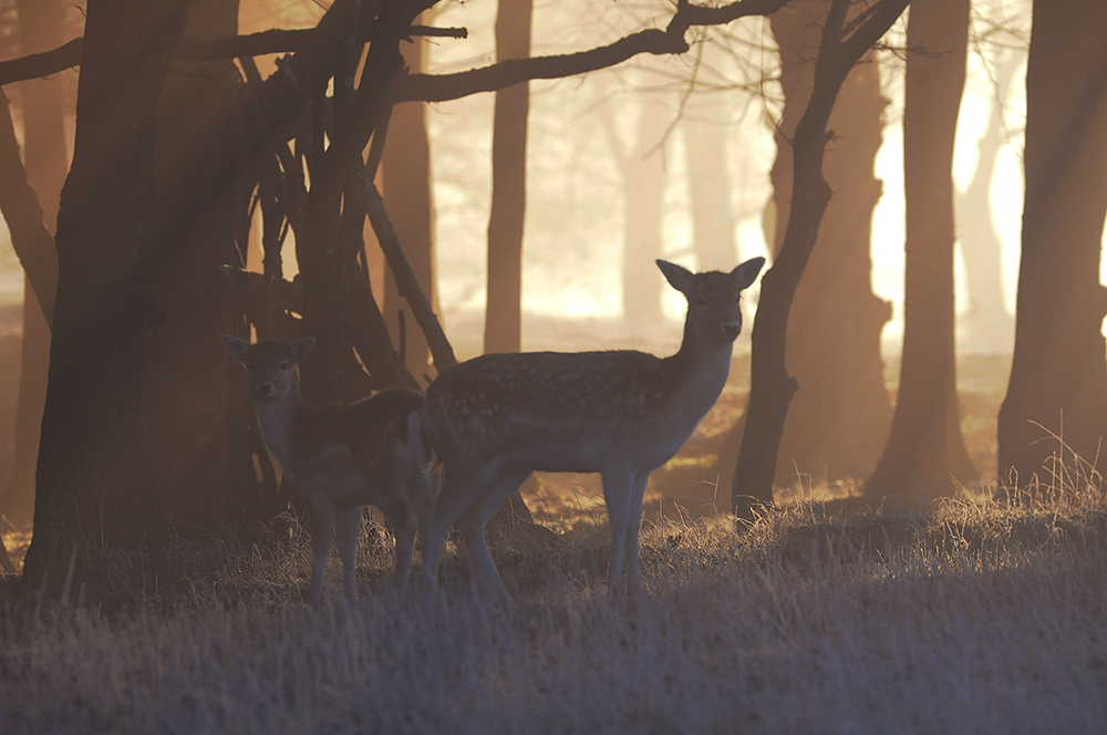 A Year with Deer tweet media