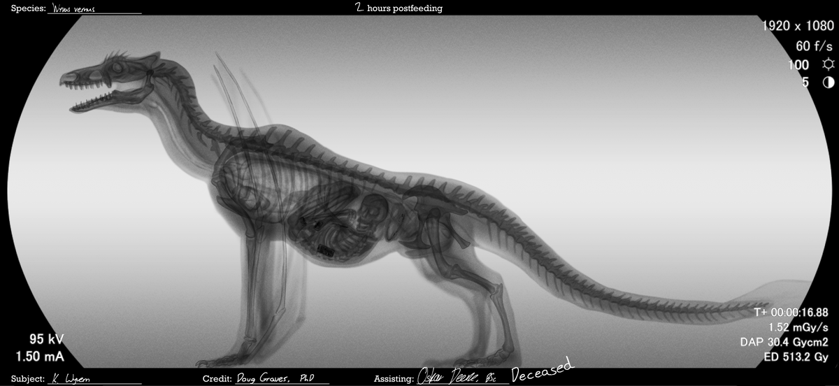 Kelwyvern's tweet photo. Got an x-ray done! Might have given me a higher dose of rads than normal because I ate one of their technicians... https://t.co/nhXB3u6obj