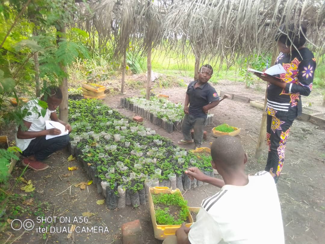 DrPikaL's tweet photo. 2 jeunes étudiants en provenance de #Lodja ( Sankuru ) pour suivre une formation complète sur l'Artemisia , l'agroécologie et la mise en place et le fonctionnement d'une @ArtemisiaMaison. Reçus et formés à Kisantu par #Dada et #IrJcques. @DJouvencel @Nathanbundutidi @SebukaSteve https://t.co/0yXaJhUtzQ