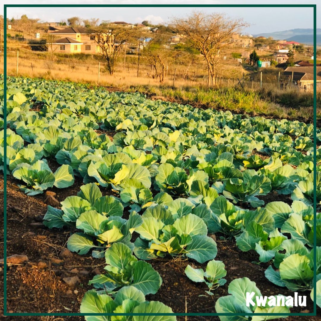 Kwanalu1's tweet photo. Over 40% of #SouthAfrican households live in #foodpoverty & cannot afford a basic subsistence diet, according to the @ARCSouthAfrica. With rising food prices especially affecting lower income households, #subsistencefarming may provide a key to alleviating #foodpoverty. https://t.co/MxD5zrF8IS