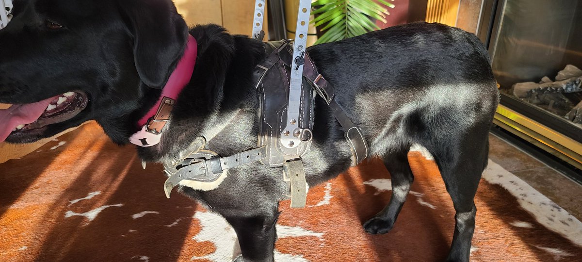 I got a gear upgrade!! My previous harness was getting so soft, which means it was super cozy. But it also meant it wasn't stable, and the handle became extra floppy and would often fall into the back of my head. Also wasn't good for mum to have to fish around for it...
