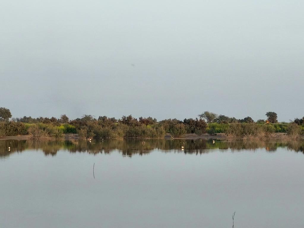 Migratory birds taking a break landing on flood water. Nature's way of making the most out of a situation. However, the temperatures drop below 3-4 °C in nearby villages where people are lying out in the open. #floodsinpakistan