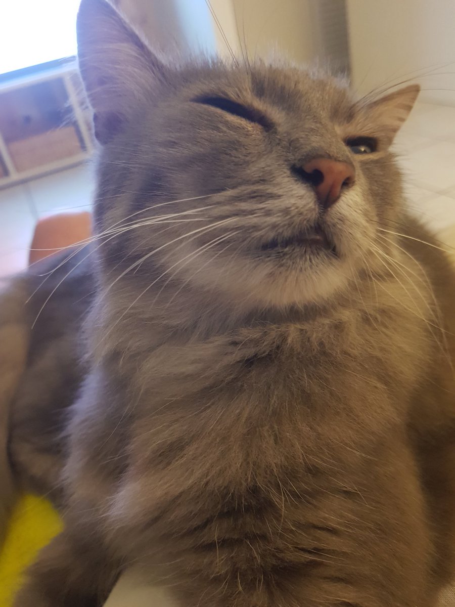 millyfromoz's tweet photo. When you've been digging in the garden, even though you know you're not allowed. #SmugCat #RovyCat https://t.co/KcxZ3YwpLV