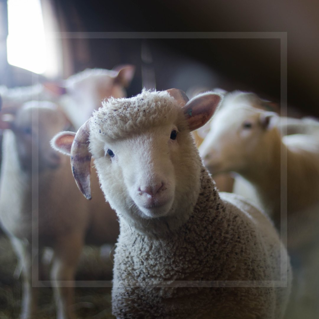 Every year billions of animals are used globally to make the clothes we wear. 
Let’s work together to create a world where animal-friendly fashion is the only kind of fashion!   
#CAAWO #AnimalWelfare