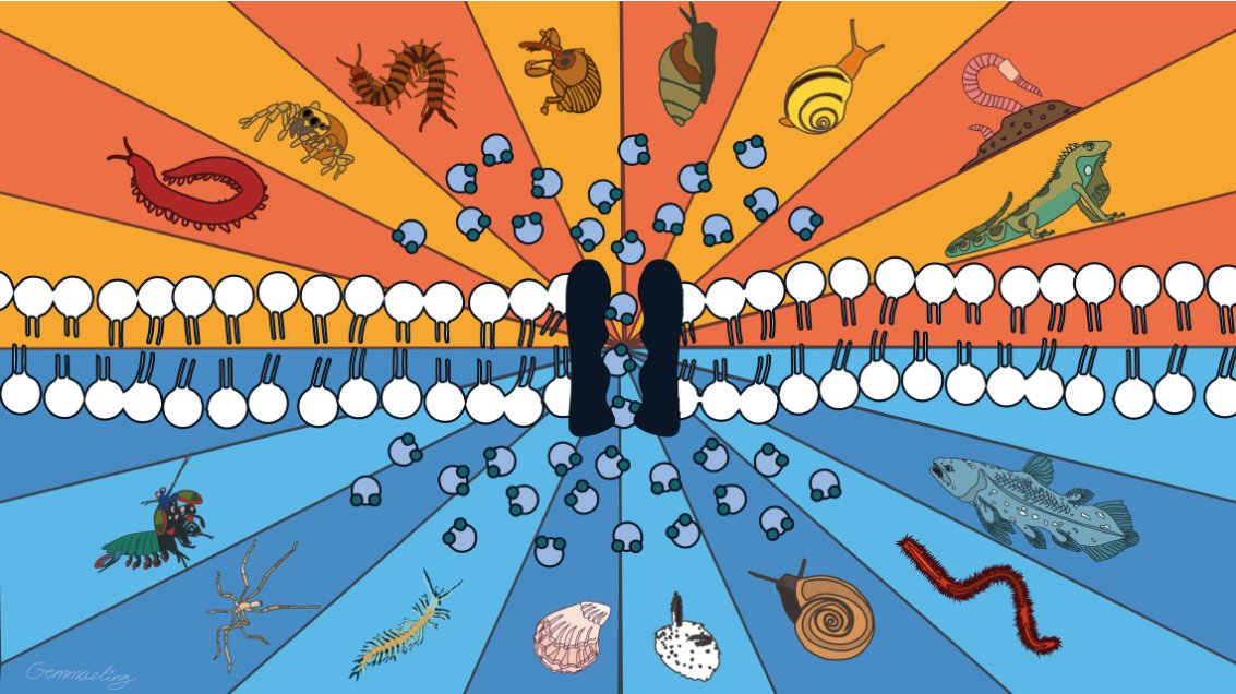 molecology's tweet photo. What can aquaporins tell us about animal #terrestrialization?
🦀🐚🌊➡️🕷️🐌⛰️
Using phylogenomics and phylogenetic comparative methods, @metazomics reports how aquaporin-coding gene duplication and loss may have facilitated the ecological 'out-of-sea' transitions in #animals https://t.co/6evHgi0PpW
