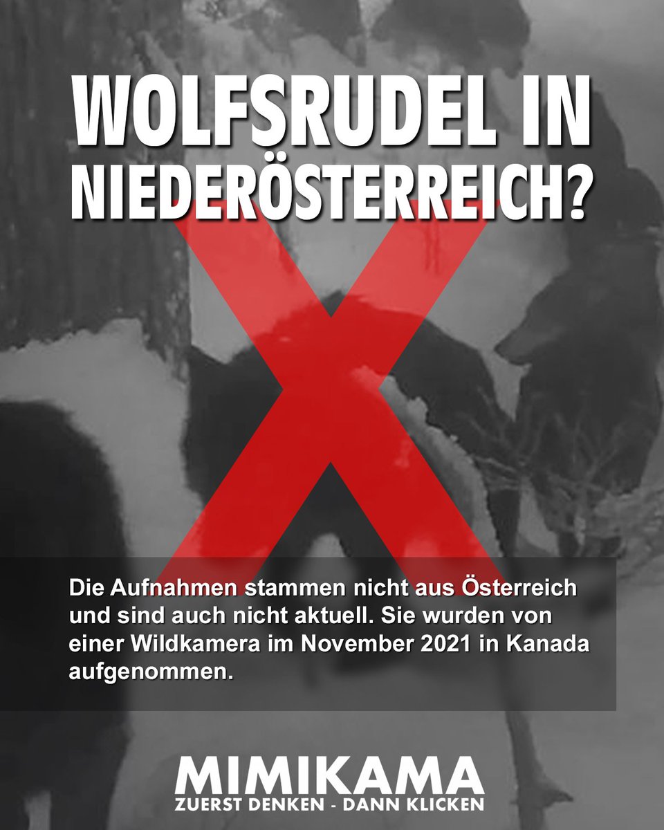 mimikama_org's tweet photo. Fake: Ein virales Video soll Aufnahmen einer Wildkamera in Allentsteig, Niederösterreich, zeigen. Zu sehen ist hier ein 14-köpfiges Wolfsrudel.
https://t.co/zmqoQPB0JV https://t.co/Jz0hW5x7Ql