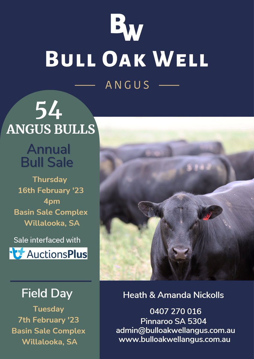 Bull Oak Well Angus tweet media