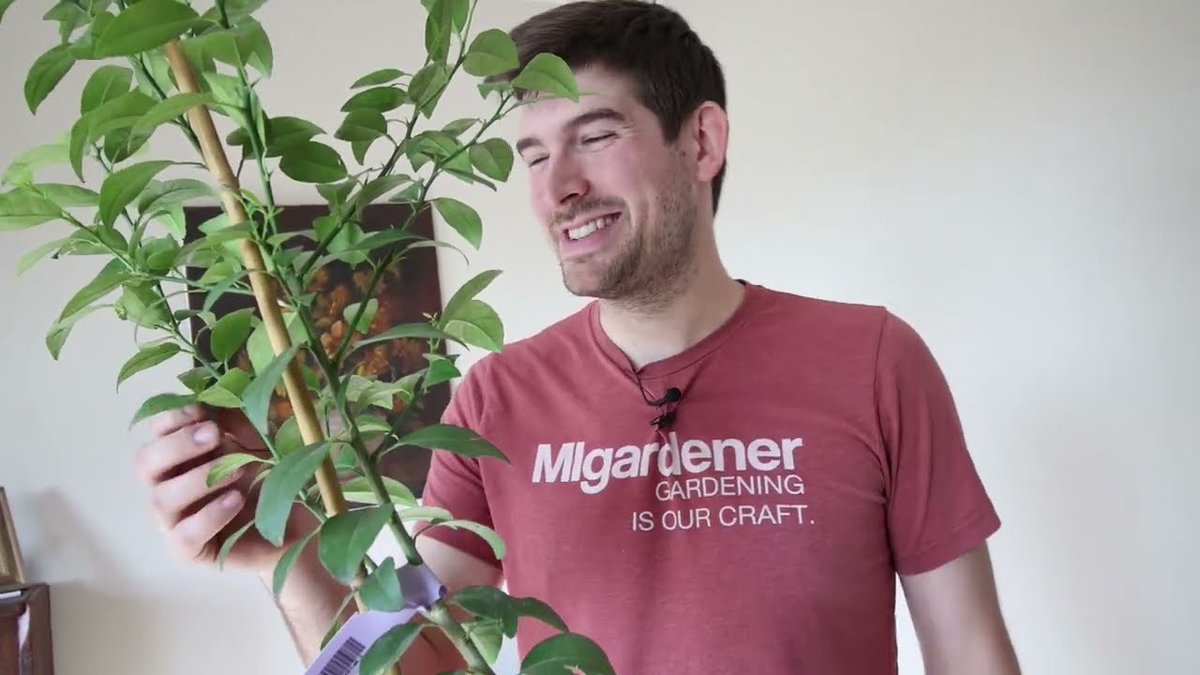 AllForGardening's tweet image. #Migardener: How to Grow Citrus Indoors ...
 
#EasyGuide #Gardening #GrowingCitrus #GrowingGuide #HowTo
 
allforgardening.com/406222/migarde…