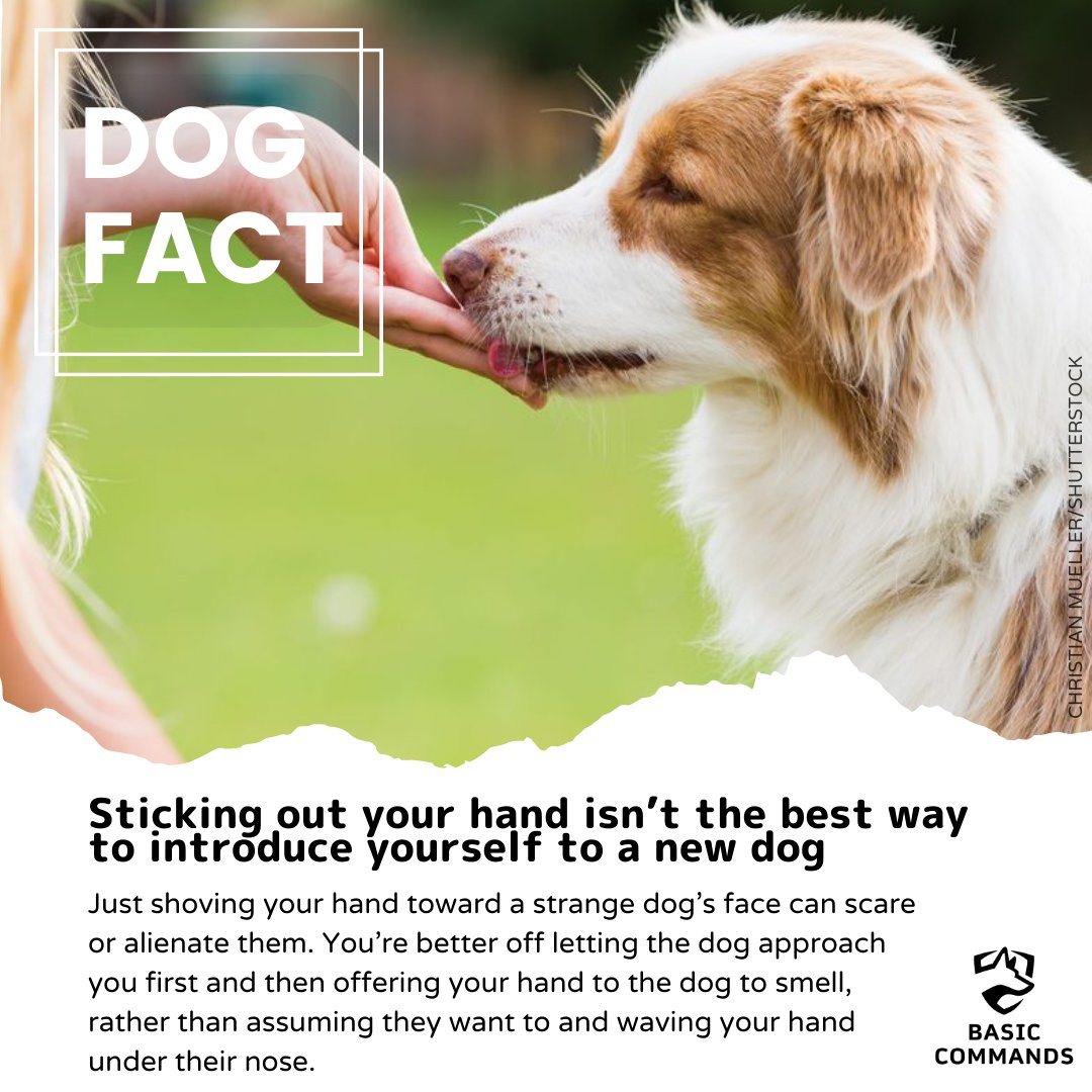 BasicCommands's tweet image. DOG FACT Wednesday!
.
🐶 Sticking out your hand isn’t the best way to introduce yourself to a new dog 🐶
.
#dogfacts #dogs #dog #doglover #puppyworld #doglovers #doglife #doglifeisgood #cutedoggie #dogaddict #lovingdog #dogtraineruk #dogbehaviourist
Credit: Readers Digest