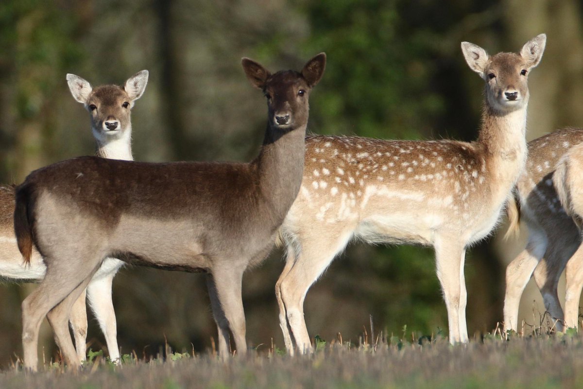 BritishDeerSoc's tweet photo. Collection of fallow deer group photos by Andrew Burge
#deer #fallowdeer #deerphoto #deerphotography #fallowdeerphotos #deerofinstagram #deerspecies #wildlife #WildlifeWednesday #wildlifewednesday https://t.co/SLk4OZ2SOO