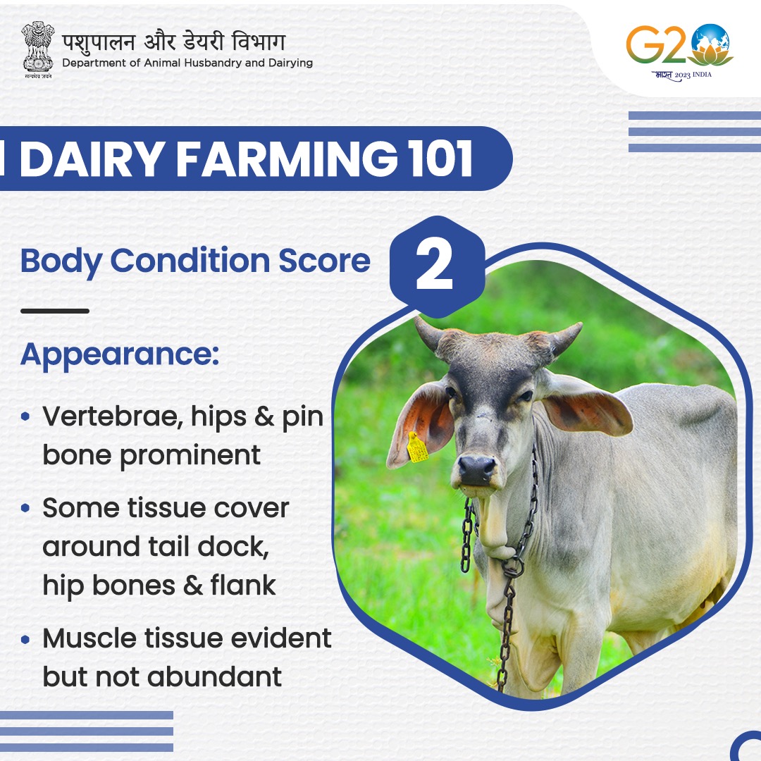 Dept_of_AHD's tweet photo. 🐄 | #Cows should be scored at the beginning &amp; end of dry period and at least 4-5 times during lactation. 

#DairyFarming #AnimalHealth #AnimalWealth #CattleCare https://t.co/puL0qGLdtE